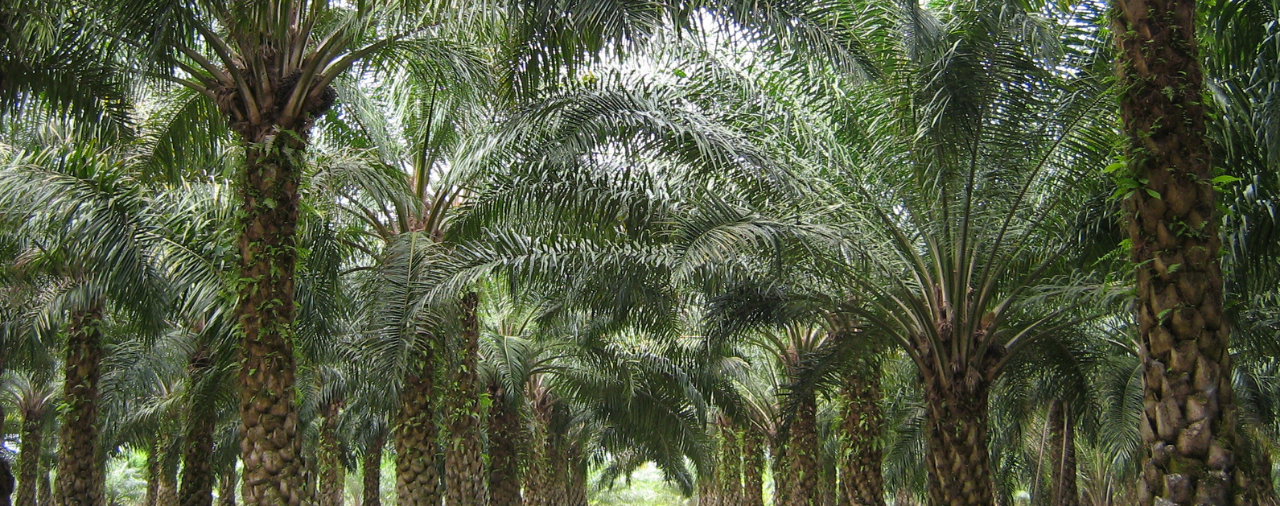 Palm Forest